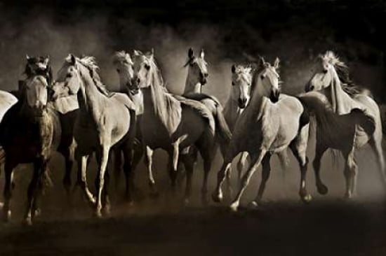 Dream Horses Canvas Art - Lisa Dearing (12 x 18)