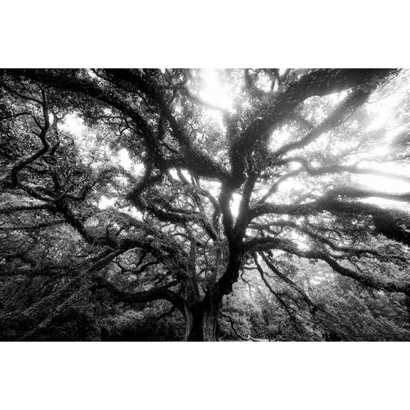 Dream Tree Monochrome Poster Print - Will Malone (36 x 24)