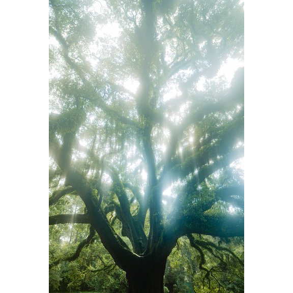 Dream Tree Poster Print - Will Malone (18 x 24)