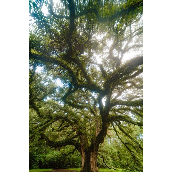 Dream Tree Vertical Poster Print - Will Malone (24 x 36)