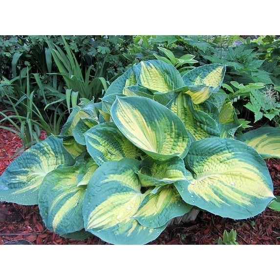 Dream Weaver Hosta - NEW - Quart Pot - Live Plant