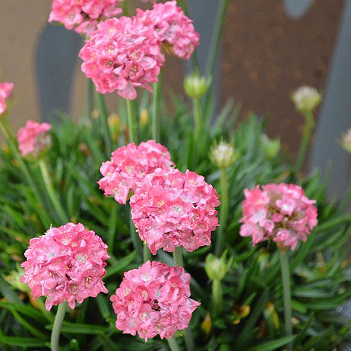 Dreameria® Daydream Armeria - Sea Thrift Perennial - 4" Pot