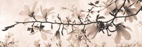 Dreaming in Spring Canvas Art - Heather Johnston (12 x 36)