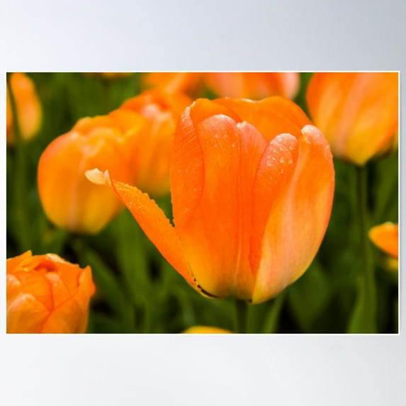 Dreamsicle Poster Wall Art, Modern Wall Decor For Living Room Bedroom, 8x12 UNFRAMED