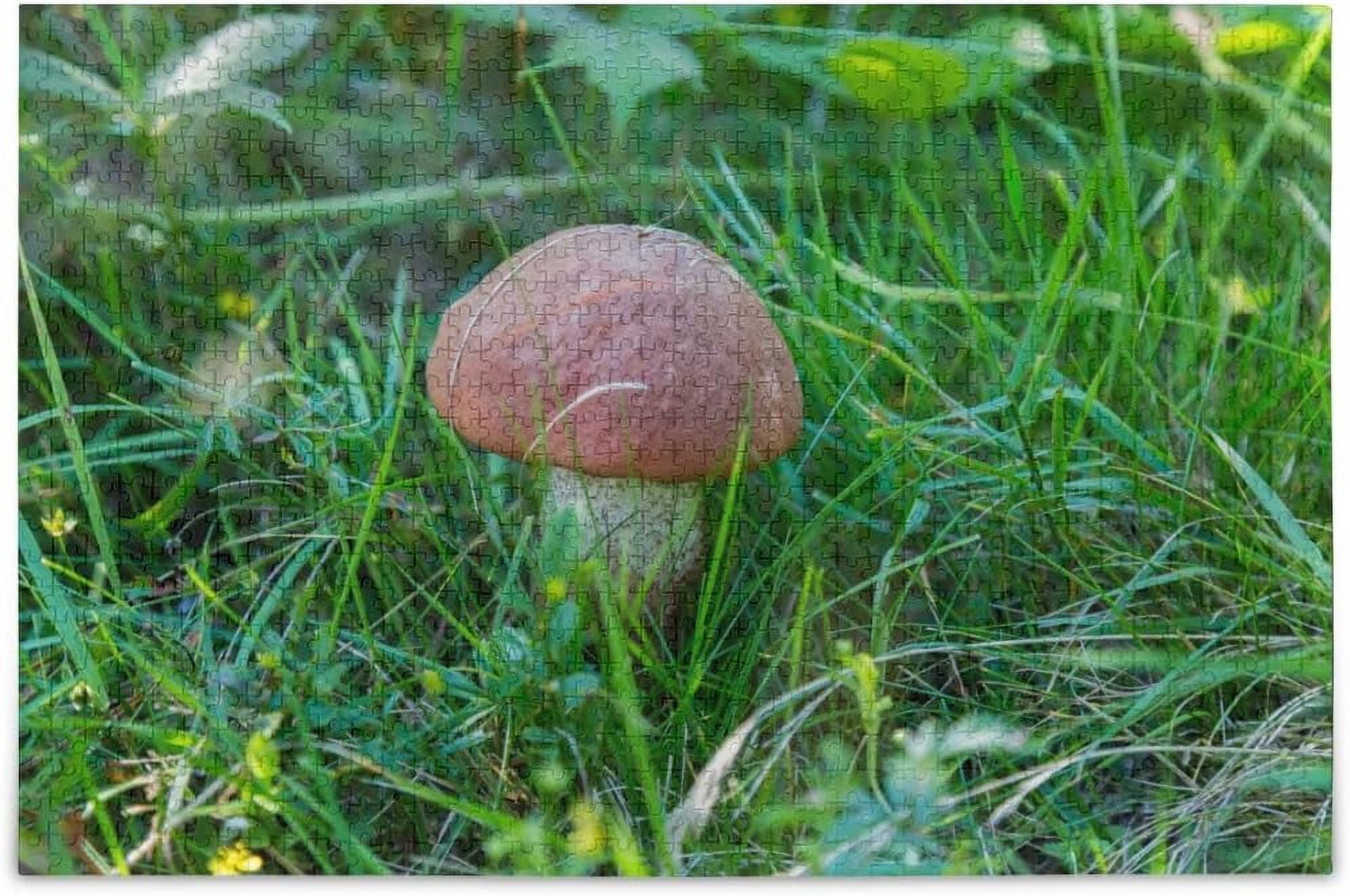 Dreamtimes Cute Penny Bun Mushroom Grow in Green Grass with Yellow ...