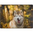thumbnail image 1 of Dreamtimes Lightweight Soft Area Rugs 63 x 48 in, Siberian Husky Posing in The Bright Fall Floor Mat for Kids Playing Room Hardwood Floor Living Room Nursery Rugs, 5'3" x 4', 1 of 6