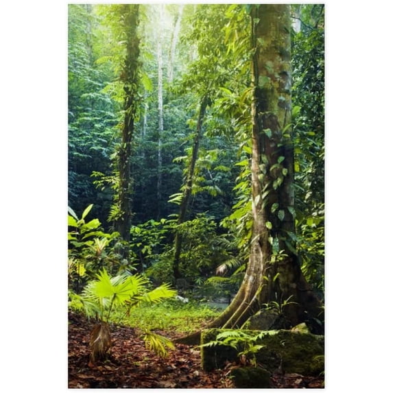Dreamtimes Poster Prints Wall Paper Art Decor Nature Forest Tree 12x18 inch Photo Picture Poster for Home Bedroom Living Room Kitchen