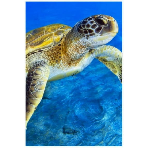 Dreamtimes Poster Prints Wall Paper Art Decor turtle tortoise water sea blue 16x24 inch Photo Picture Poster for Home Bedroom Living Room Kitchen