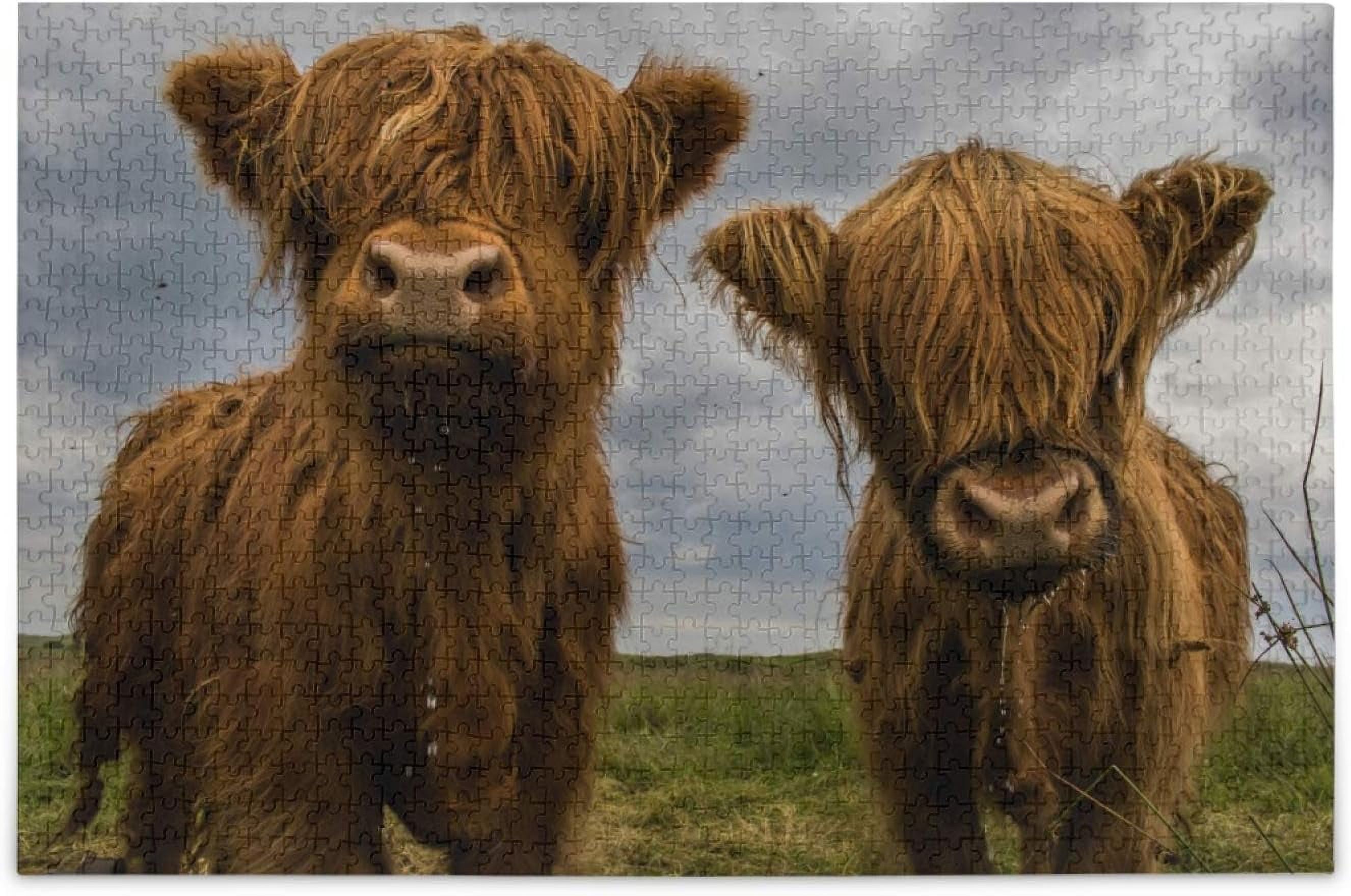 MyPuzzle 1000 Piece Jigsaw Puzzle For Adults - "Highland Cows On Scotland Coast" Premium Made In USA Puzzle