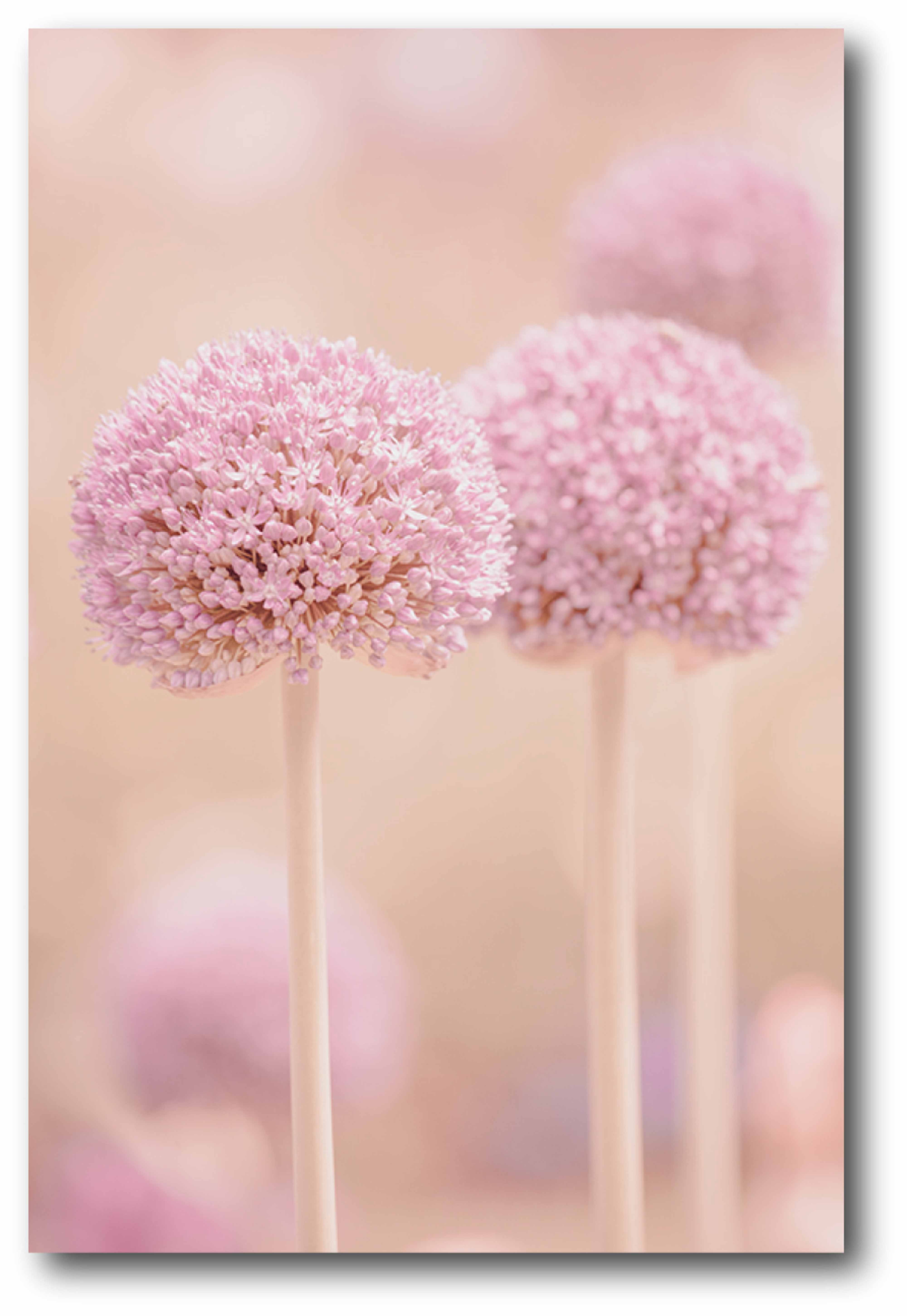 Dreamy Allium Gallery-Wrapped Canvas Wall Art, 12x18