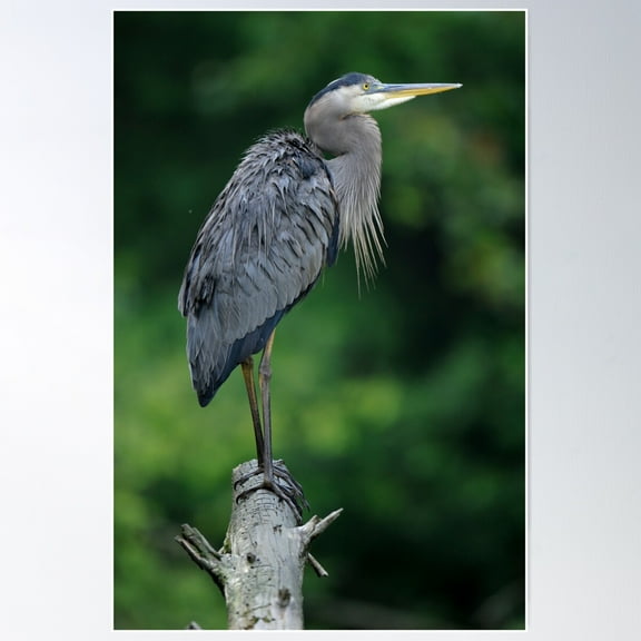 Drenched Great Blue Heron Poster Wall Art, Modern Wall Decor For Living Room Bedroom, 8x12 UNFRAMED