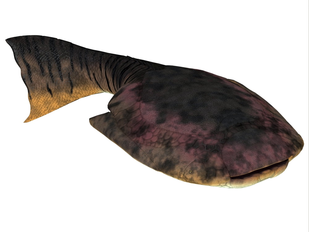 Drepanaspis is an extinct species of primitive jawless fish Canvas Art - Corey FordStocktrek Images (17 x 13)