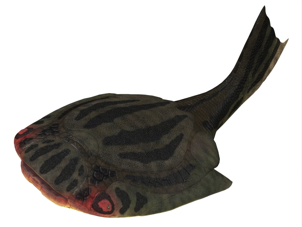 Drepanaspis jawless fish from the Devonian Period Canvas Art - Corey FordStocktrek Images (17 x 13)