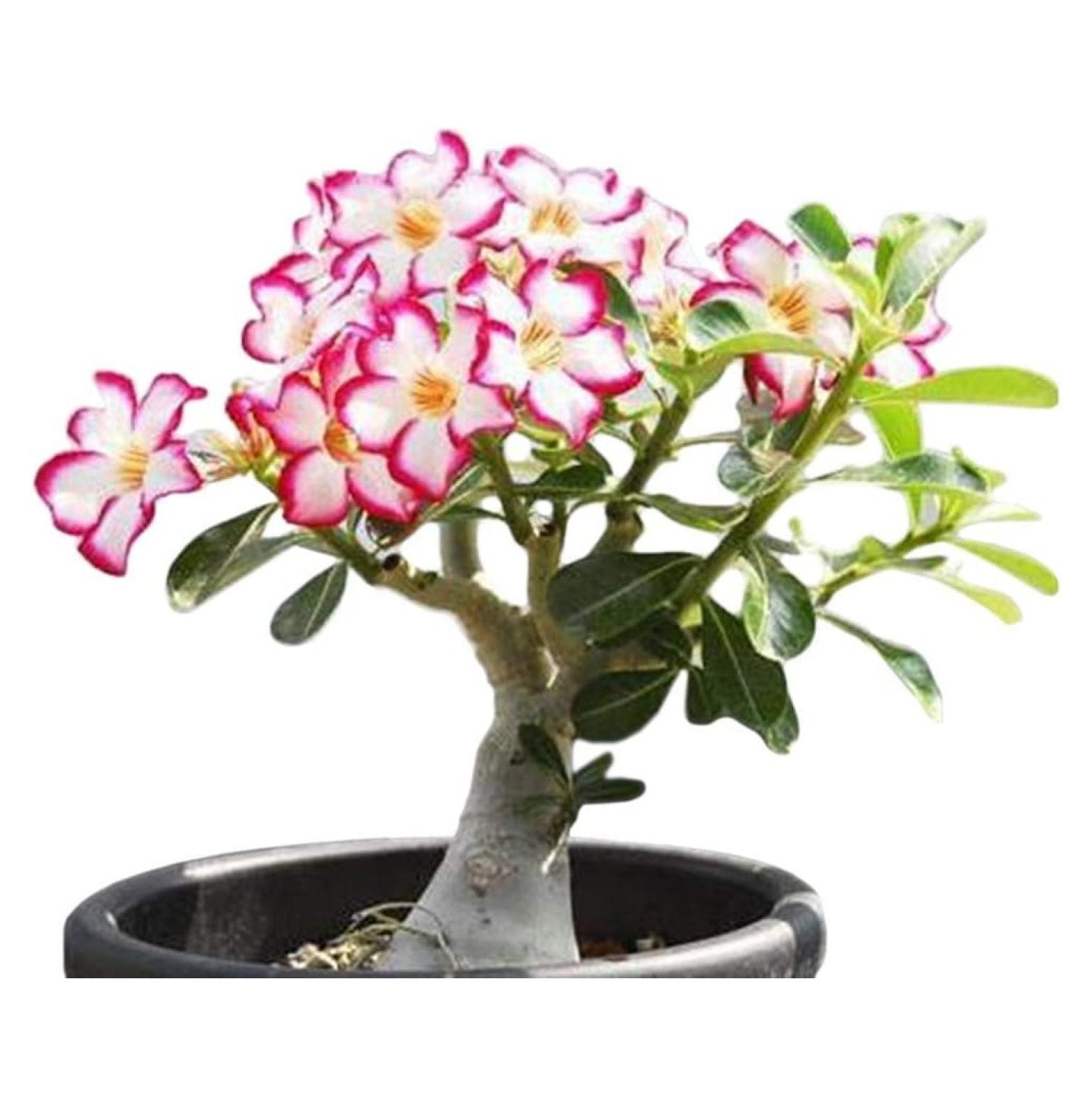 Drevy Desert Rose， Adenium Obesum one Year Plant ， Baby Size Bonsai Caudex (1 Rose)