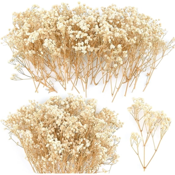 Dried Babys Breath Flowers,Beige Dried Pressed Flowers Bouquet,50 Pcs 5 in Gypsophila Branches,Dry Babies Flowers Bulk,Long Lasting Flowers for Wedding DIY/Card Making Supplies/Table Vase Decor