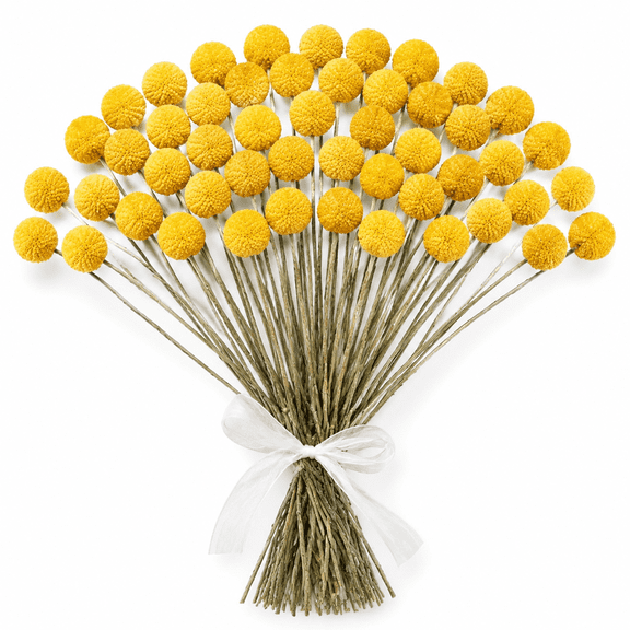 Dried Billy Balls Flowers for Wedding Decor & Floral Displays