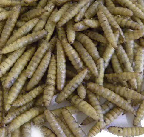 Dried Black Soldier Fly Larvae 15 lbs