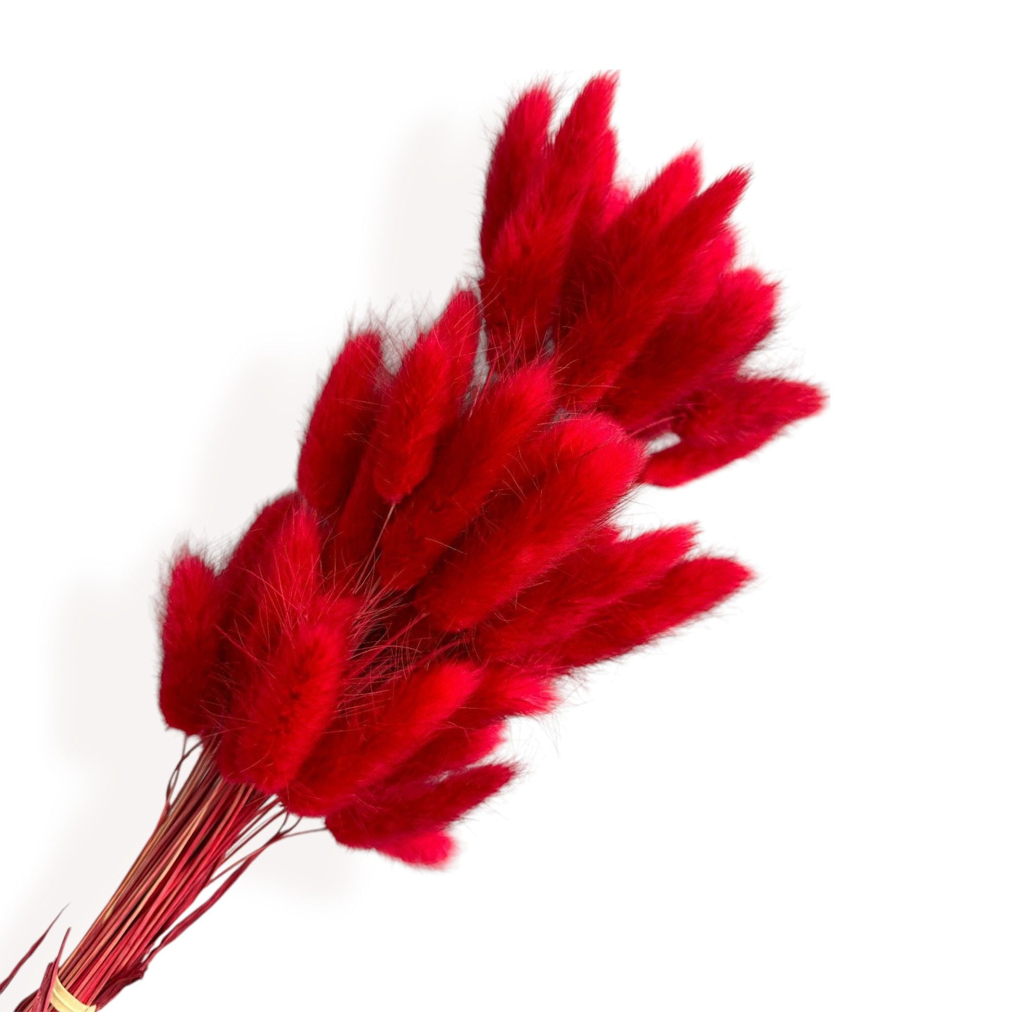 Dried Bunny Tail Grass Stems for Modern Home Decoration and Floral Arrangements, 23.5 Inches - Red
