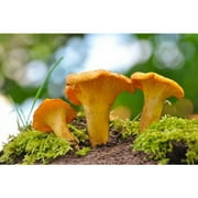 Dried Chanterelle Mushrooms, Premium Grade, 2oz