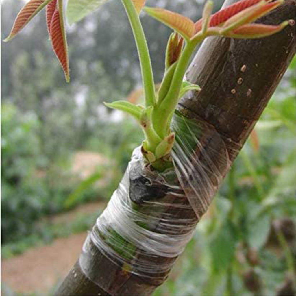 Dried Corn for Squirrels Fruit Growing Heritage Oil Organic Need Meal