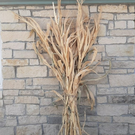 Dried Corn Stalk Bundle - 12 per Bundle
