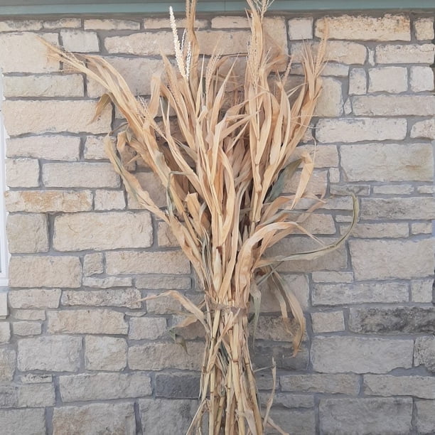 Dried Corn Stalk Bundle