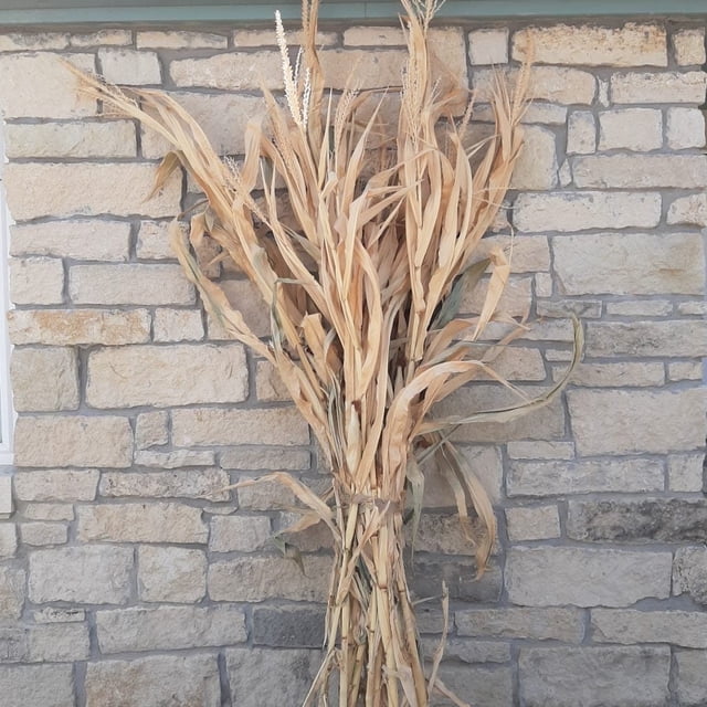Dried Corn Stalk Bundle - 12 per Bundle - Walmart Business Supplies