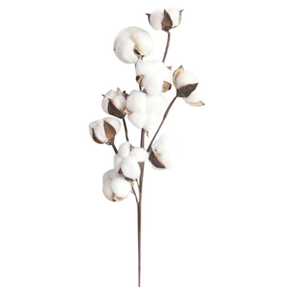 Dried Cotton Stems, Naturally Preserved, 1 Stem with 10 Cotton Bolls, for Farmhouse Home Decor Vase Filling Wedding Centerpiece Floral Arrangement Holiday Decoration