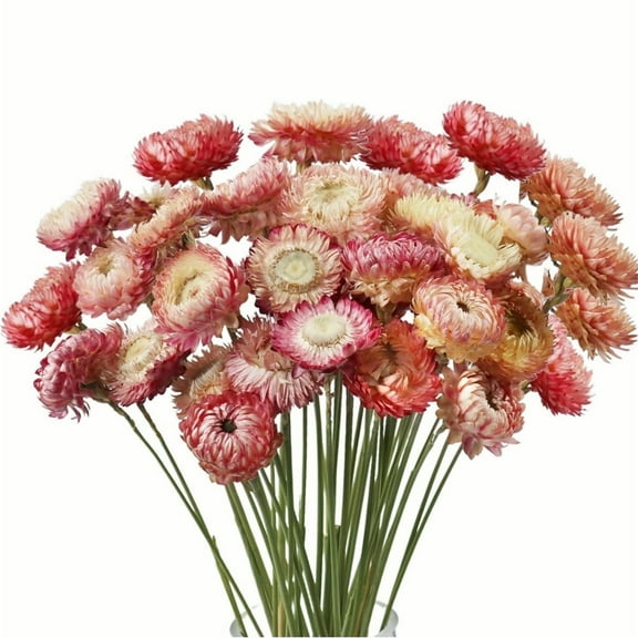 Dried Daisy Flowers, Natural Flower Bouquets,Pink Daisies Chrysanthemums,for Wedding Birthday Farmhouse Table Vase Decor Home Garden DIY Flower Arrangement 20Pcs