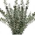 Dried Eucalyptus Branches Real 12 Pcs Natural Eucalyptus Stems Real