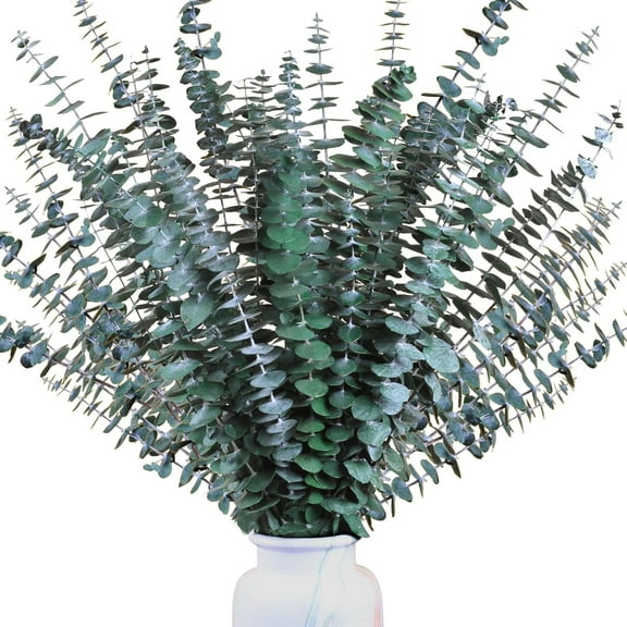 Dried Eucalyptus Bundle Real Eucalyptus Stems, 15~17 inch Fresh Natural Eucalyptus Branches for Home Decor Flower Arrangement Wedding(Green,20 Stems)