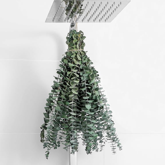 Dried Eucalyptus Stems  Real Eucalyptus for Shower Hanging 100% Made from Fresh Leaves, Wedding, Home, Farmhouse, DIY Spring Decor Bathroom Decor Home Decor