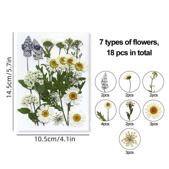 Dried Flower Craft Kit for DIY Enthusiasts Create Beautiful Decorations at Home