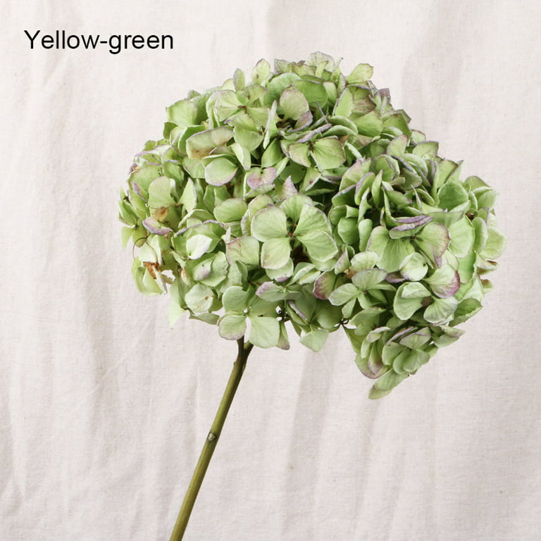 Dried Hydrangea Dried Yellow Hydrangea Real Dried Flowers for