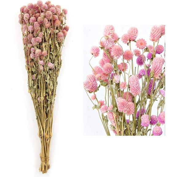 Dried Flower White Globe Amaranth Dry Flower Bundles 100% Naturally for Home Decor Party (Pink)