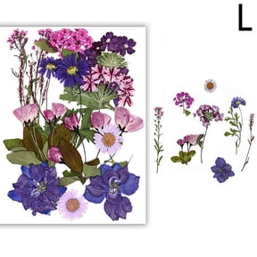 Dried Flowers Real Natural Plant Pressed Flower For Epoxy Resin Filling Nail Art