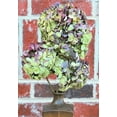 thumbnail image 1 of Dried Hydrangea Flower Bunch - Burgundy 4-6in. heads, 3-5 stems per bunch, Hydrangea Stem Length 12-18in. -- Bulk Case of Hydrangeas - 4-6" heads - 60 stems per case, 1 of 1