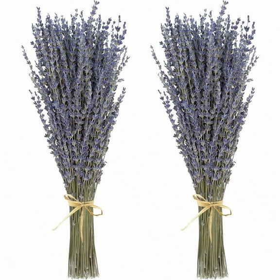 Dried Lavender 2 Bunches 100 Fresh Natural Purple Bouquet Flowers For Bathroom Photo Props Crafts Decoration 1517 For Shower Weeding Vase Decor Home Fragrance 200220 Stems(100g 3.5oz Total )