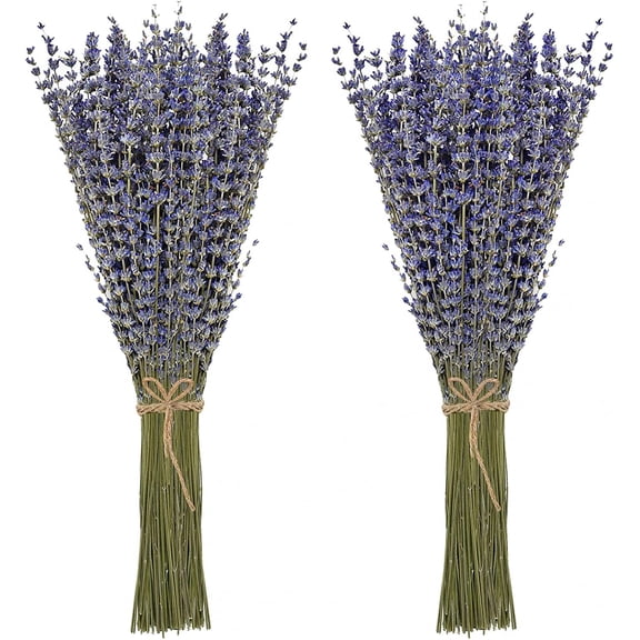 Dried Lavender Bundles 100 Natural Dried Lavender Flowers for Home Decoration, Photo Props, Home Fragrance, 2 Bundles Pack