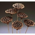 thumbnail image 1 of Dried Lotus Pods 12-18 Inch Wood or Wire Stem - Single Bunch for Holiday, Home and Seasonal Décor, 1 of 1