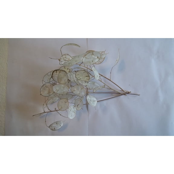 Dried Lunaria, five stems 4"-6" length, with disc-shaped silicles
