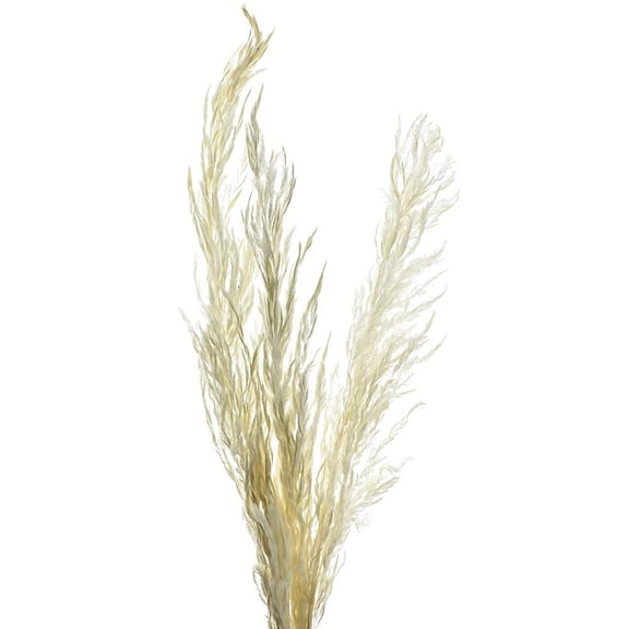 Dried Natural Eryanthus Spray, Bleached