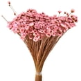 thumbnail image 1 of Dried Natural Star Flowers Bundle, Pink, 1 of 1
