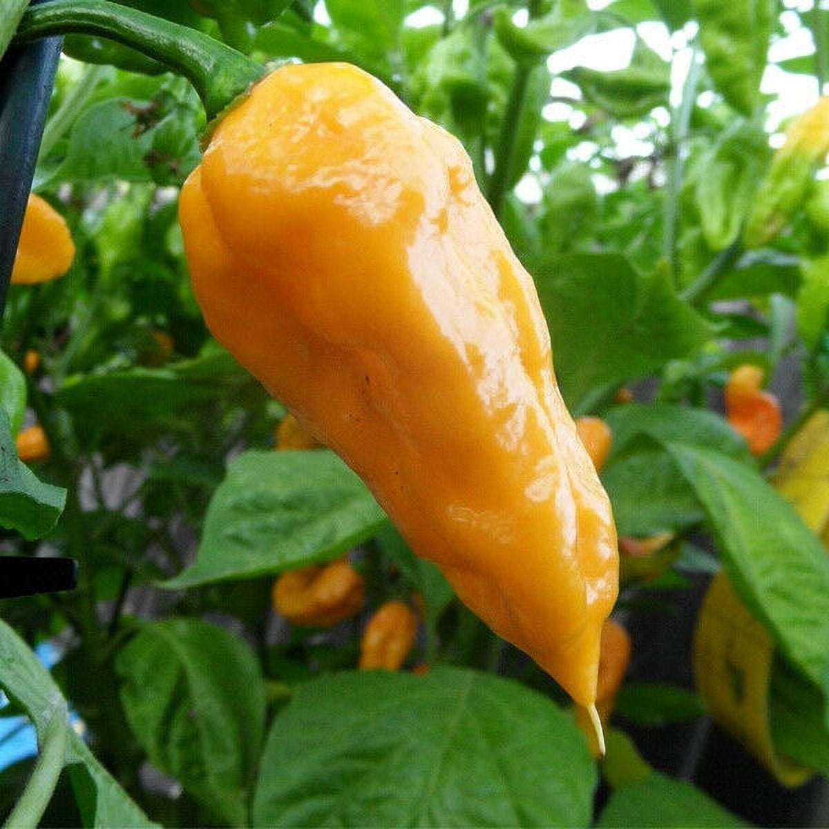 Dried Orange Ghost Pepper Pods  1LB | Bhut Jolokia Orange Pepper Pods Dried