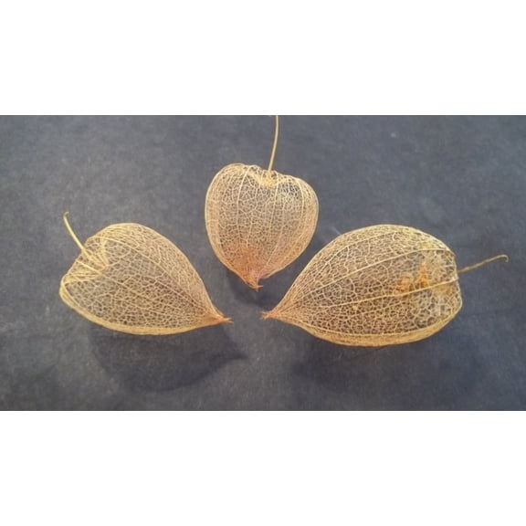 Dried Physalis Chinese Lantern Seed Pod Skeletons, Quantity of Three (3)