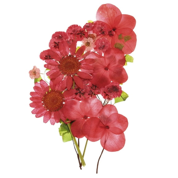 Dried Pressed Flowers Leaves Real Dry Pressed for DIY Crafts Multicolor