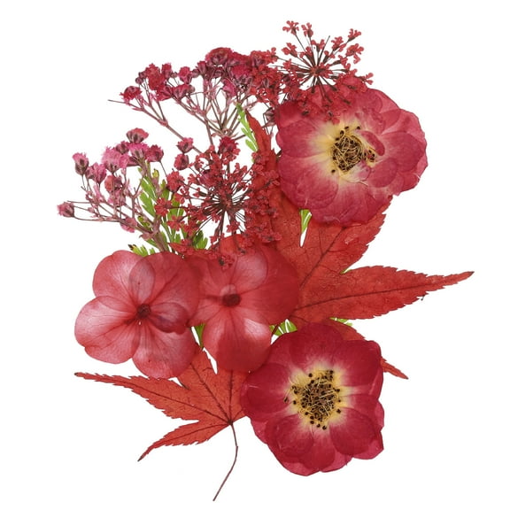 Dried Pressed Real Flowers Dry Leaves Pressed Bloom for DIY Crafts Red