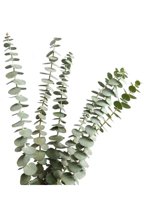 Dried Real Eucalyptus Branches 12 Stems, Natural Eucalyptus Leaves for Arrangement Wedding Home Decor