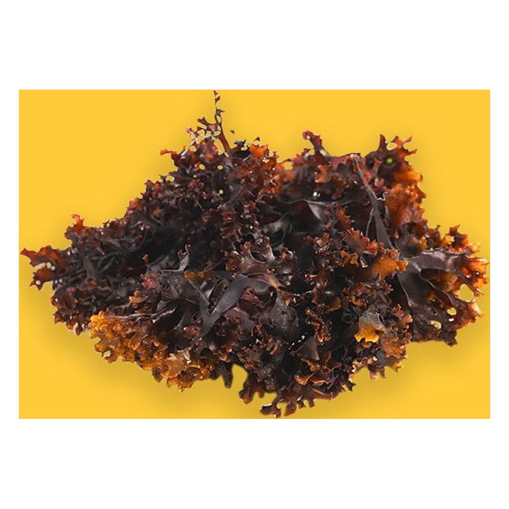 Dried Sea Moss (Chondrus Cripsus)