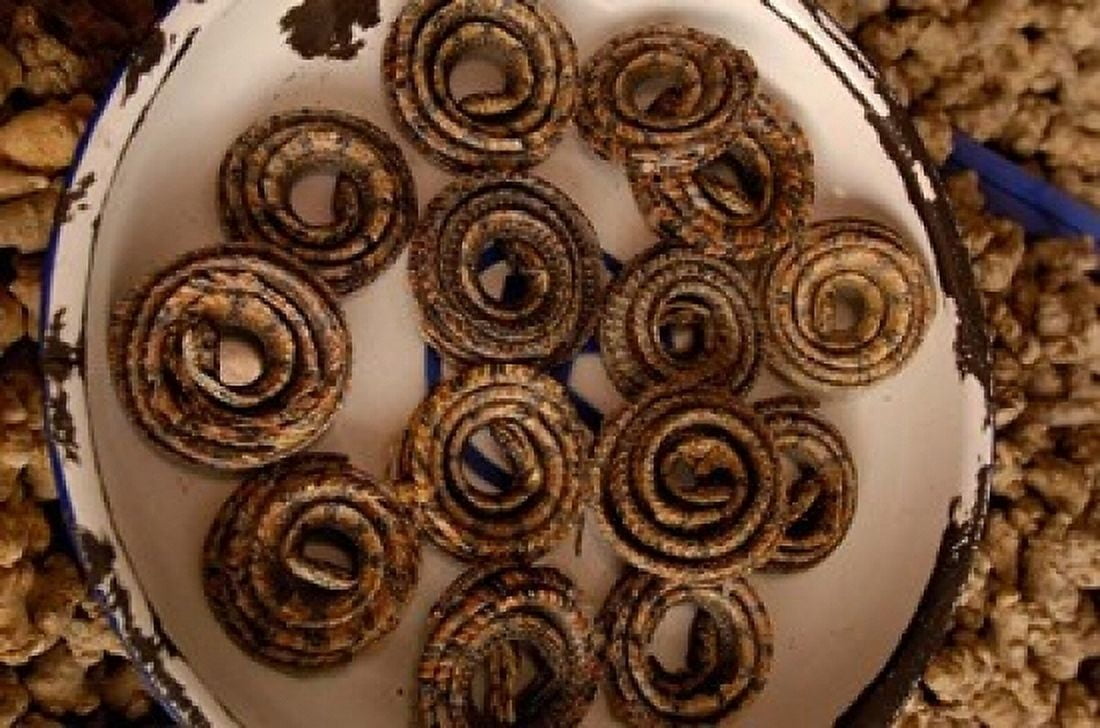 Dried Snakes in Kunming Traditional Medicine Market Yunnan Province China Canvas Art - Pete Oxford DanitaDelimont (19 x 12)